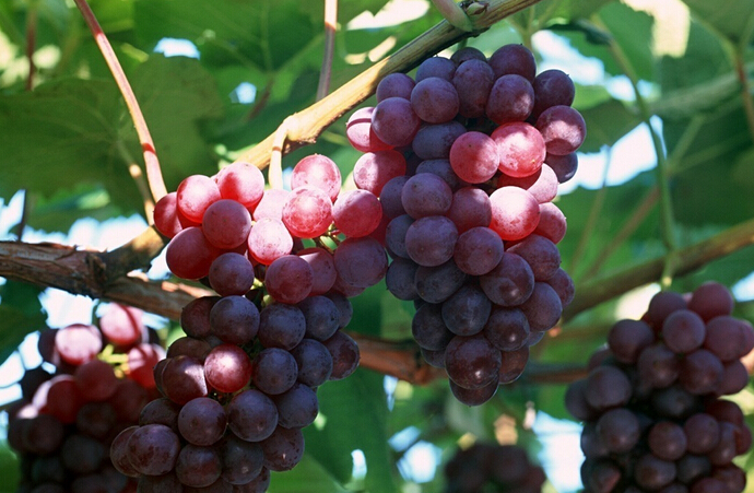 氣調(diào)冷藏庫(kù)設(shè)計(jì)