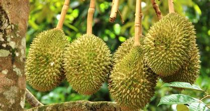 建一個(gè)200噸的榴蓮冷庫(kù)多少錢,榴蓮保鮮庫(kù)耗電量kw/h